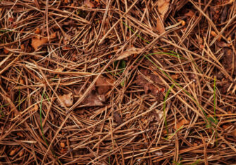  Pine Straw vs. Mulch: Which Is Best for You?