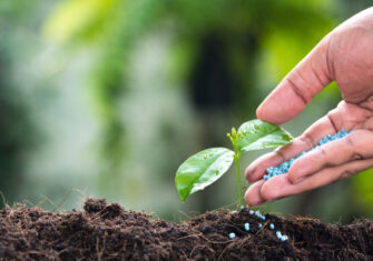 Hand putting fertilizer seeds on a plant Commercial Fertilization Options