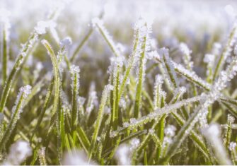 Frost growing on blades of grass How Our Landscaping Quality Assurance Ensures Your Commercial Green Space Is Protected All Winter Long