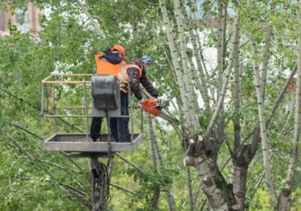  How to Care for the Trees Outside Your Building